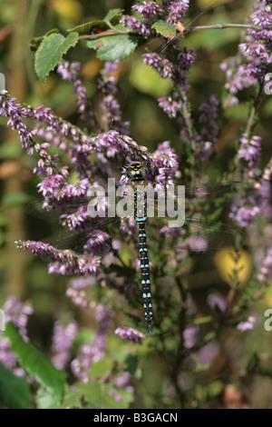 Hawker migrants Dragonfly Aesha mixta Banque D'Images