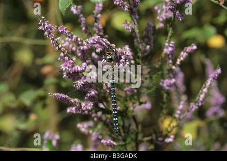 Hawker migrants Dragonfly Aesha mixta Banque D'Images