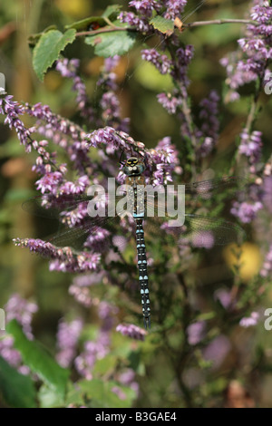 Hawker migrants Dragonfly Aesha mixta Banque D'Images