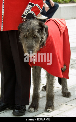 L'iw mascotte du premier 1er bataillon Irish Guards. Banque D'Images