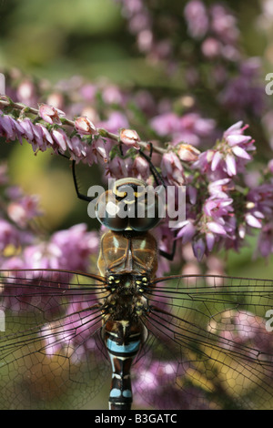 Hawker migrants Dragonfly Aesha mixta Banque D'Images