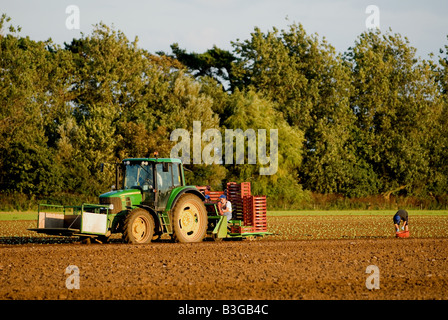 Les travailleurs migrants d'Europe de l'est la plantation de laitues dans une ferme de Bawdsey, Suffolk, UK. Banque D'Images