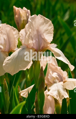 Fleurs d'Iris x germanica 'Precious little Pink' une répétition-blooming iris Banque D'Images
