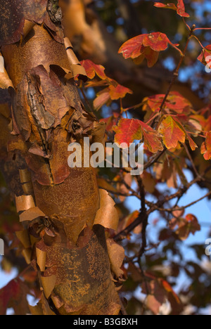 Close-up du pelage de couleur cannelle écorce de paperbark maple en automne avec les feuilles d'automne Banque D'Images