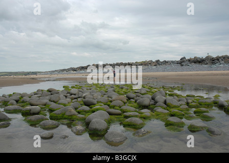 Northam Burrows nature reserve près de Appledore North Devon. Le visiteur explore les rockpools à marée basse Banque D'Images