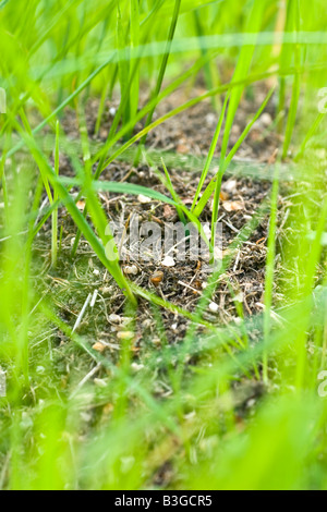 Un nid de fourmis dans l'herbe. Banque D'Images