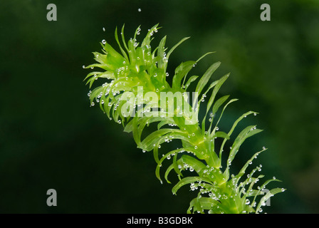 Branche de la plante aquatique Elodea, lutte contre les mauvaises herbes étang produisant de l'oxygène à partir de la photosynthèse des bulles Banque D'Images