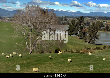 Moutons paissent dans les champs à proximité de Mapua Nelson Nouvelle-zélande avec des montagnes enneigées de la Richmond se situe dans la distance Banque D'Images