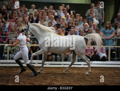 Chevaux arabes de show en Russie Banque D'Images