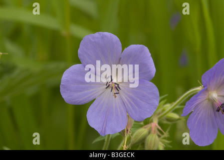 Geranium pratense Wiesen-Storchschnabel fleur sauvage Banque D'Images