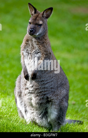 Wallaby à cou rouge Banque D'Images