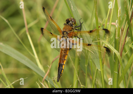 Four-spotted chaser dragonfly Banque D'Images