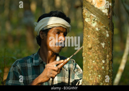 L'homme indien travaille sur une plantation d'arbres entre la gomme et Kottayam Inde Kerala Periyar. Banque D'Images