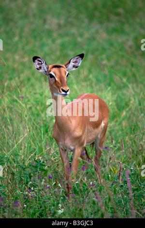 Impala (Aepyceros melampus) Banque D'Images