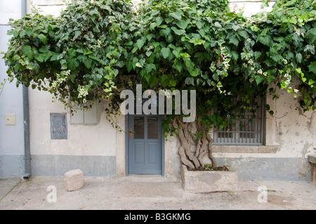 Une usine d'escalade sur la façade d'une ancienne maison dans le centre de Vrsar, Croatie Banque D'Images