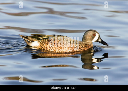 Sarcelle à ailes bleues Banque D'Images