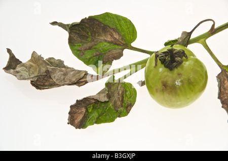 Le mildiou de la tomate causée par le champignon Phytophthora infestans tomate et des pommes de terre devestates Banque D'Images