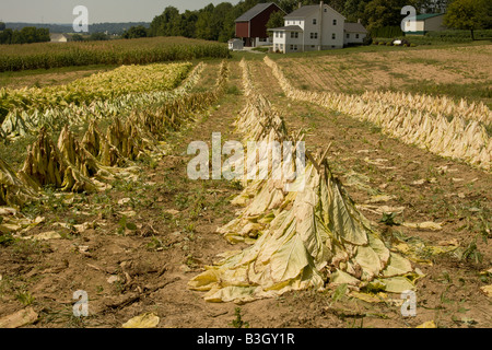 Nouveau tabac coupé est empilé en tipi ou formes de cône un Amish farm près de Christiana, comté de Lancaster, Pennsylvanie. Banque D'Images