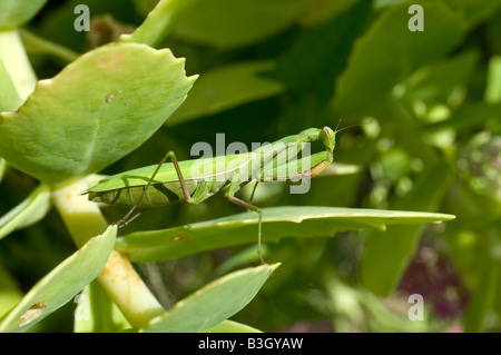 Mante religieuse européenne (Mantis religiosa) - cacher sur jardin arbuste, France. Banque D'Images