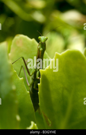 Mante religieuse européenne (Mantis religiosa) - cacher sur jardin arbuste, France. Banque D'Images