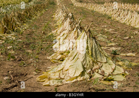 Nouveau tabac coupé est empilé en tipi ou formes de cône un Amish farm près de Christiana, comté de Lancaster, Pennsylvanie. Banque D'Images