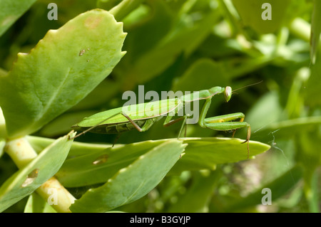 Mante religieuse européenne (Mantis religiosa) - cacher sur jardin arbuste, France. Banque D'Images