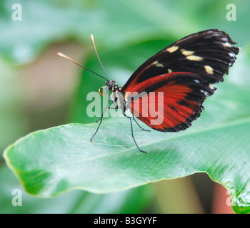 Or l'Amérique du Sud exotiques tropicaux papillon Heliconius hecale Helicon assis sur une feuille verte Banque D'Images