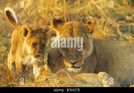 Panthera leo Lion cub avec mère dans la lumière de fin de soirée d'or au Botswana Banque D'Images