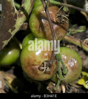 Le mildiou de la tomate causée par le champignon Phytophthora infestans tomate et des pommes de terre devestates Banque D'Images