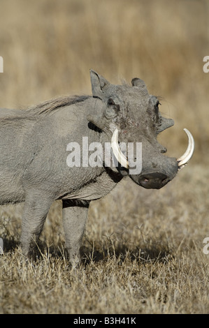 Phacochère mâle avec de grandes défenses Phacochoerus africanus, Ndutu Ngorongoro, en Tanzanie, Banque D'Images