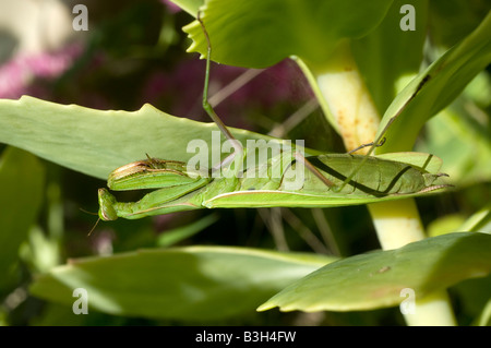 Mante religieuse européenne (Mantis religiosa) - cacher sur jardin arbuste, France. Banque D'Images