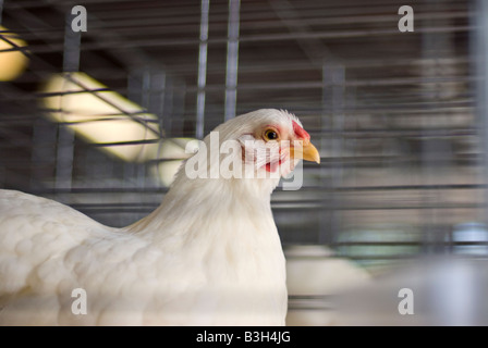 Old English White Jeu Bantam poule dans une cage au Dutchess County Fair Prague New York Banque D'Images