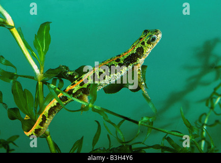 Newt marbré Triturus marmoratus femelle sous l'eau avec les mauvaises herbes l'étreinte de queue Banque D'Images