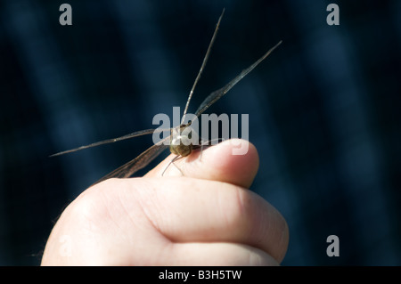 Un gros plan d'une libellule posée sur un pouce du Mans. Banque D'Images