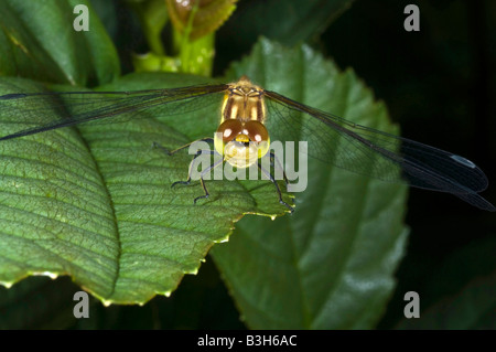 Libellule sympetrum stiolatum dard commune reposant sur une feuille. Banque D'Images
