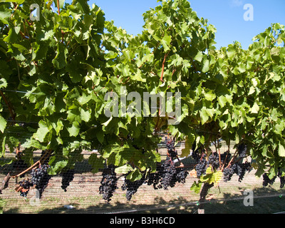 Bouquets de vin rouge cabernet sauvignon mûr grapes growing sur vignes vigne au Te Mata Estate vineyard Hawkes Bay, Nouvelle-Zélande Banque D'Images