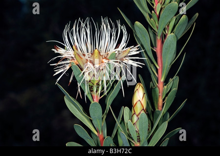 Sugarbush-Protea narrowleaf goldenrod lanceolata-famille des Protéacées Banque D'Images