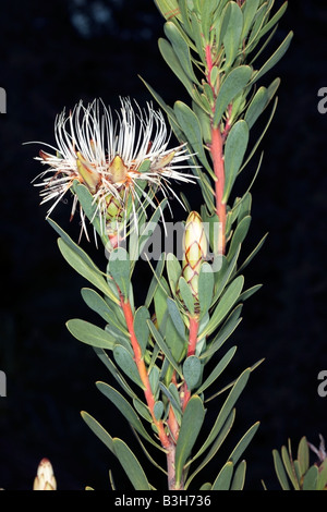 Sugarbush-Protea narrowleaf goldenrod lanceolata-famille des Protéacées Banque D'Images