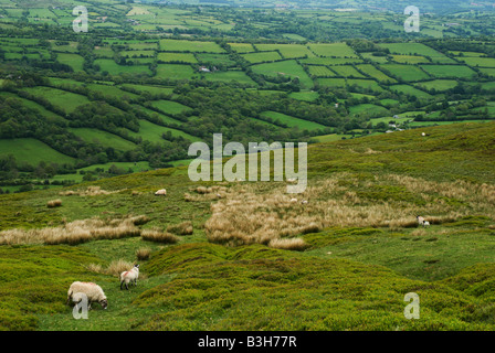 Moutons paissent sur la haute lande au-dessus des champs minuscules dans le pays le long de la frontière galloise Offa's Dyke près de Hay on Wye. Banque D'Images