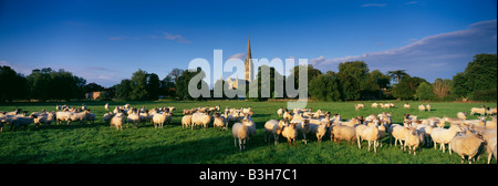 Moutons sur l'eau 68 London Meadows avec au-delà de la cathédrale de Salisbury, Wiltshire, Angleterre, Royaume-Uni Banque D'Images