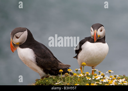 Paire de Macareux moine Skomer Island West Wales Banque D'Images