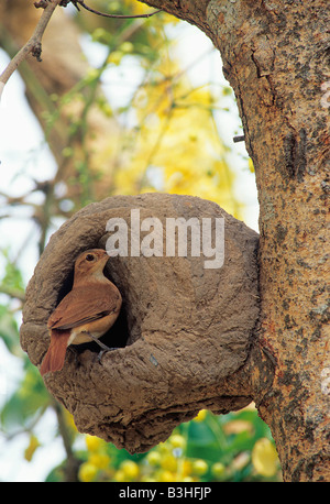 Le hornero ou Furnarius rufus couronnée au nid de boue attaché à tronc de l'arbre du Pantanal au Brésil septembre Banque D'Images