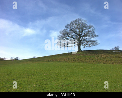 un seul arbre Banque D'Images