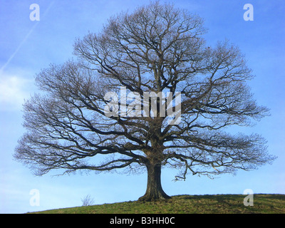 un seul arbre Banque D'Images