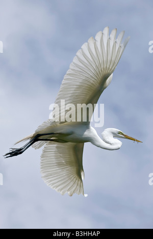 Un adulte grande aigrette en vol Banque D'Images