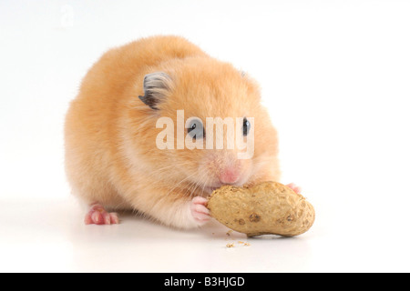 Hamster doré animal Banque D'Images