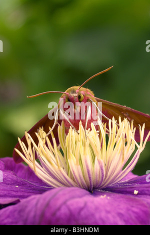 Deilephila elpenor éléphant Hawk moth Banque D'Images