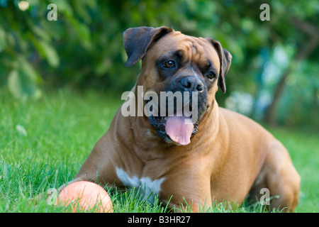 Portrait de Boxer avec chien balle portant sur l'herbe en attendant que quelqu'un s'amuser avec l'accent sur les yeux Banque D'Images