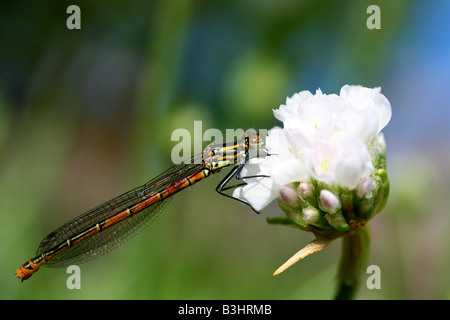 Oeillet de demoiselle Banque D'Images