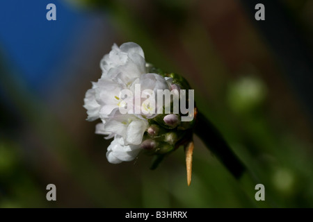 Armeria Banque D'Images